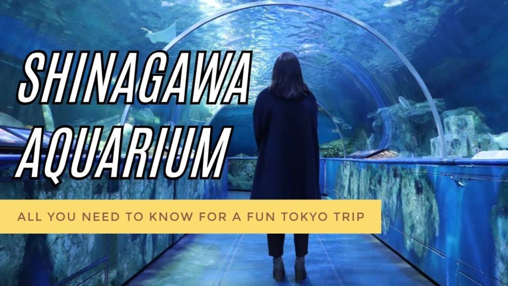 Shinagawa Aquarium: All You Need to Know for a Fun Tokyo Trip