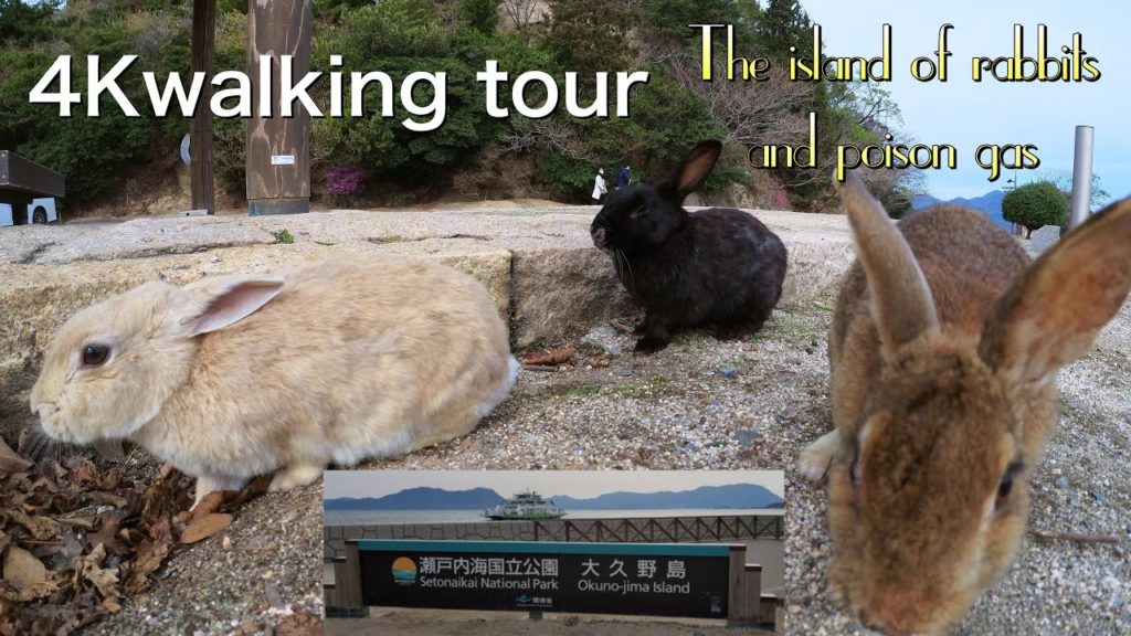 Hiroshima,Japan 🇯🇵 island of rabbits and poison gas.Walking tour（March 2022）insta360 one R広島大久野島の兎