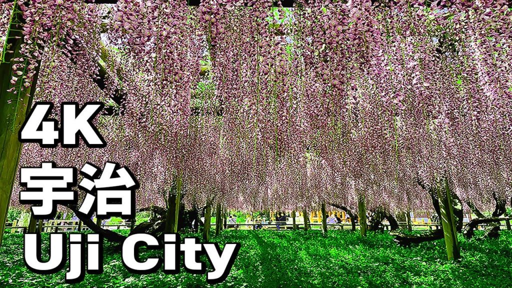 4K 60fps Walked around Uji city Kyoto, Japan / DJI OM4 kyoto travel