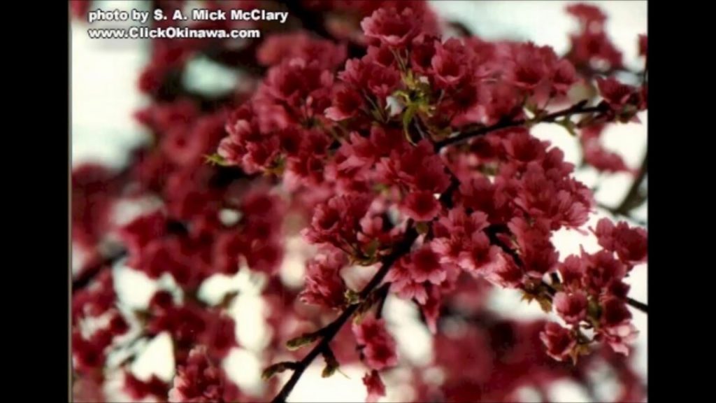 ClickOkinawa com Legacy Series   Nago   1990