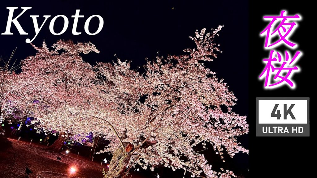 【夜桜】京都市の二条城でイルミネーションを見てみた🌔🏯🌸
