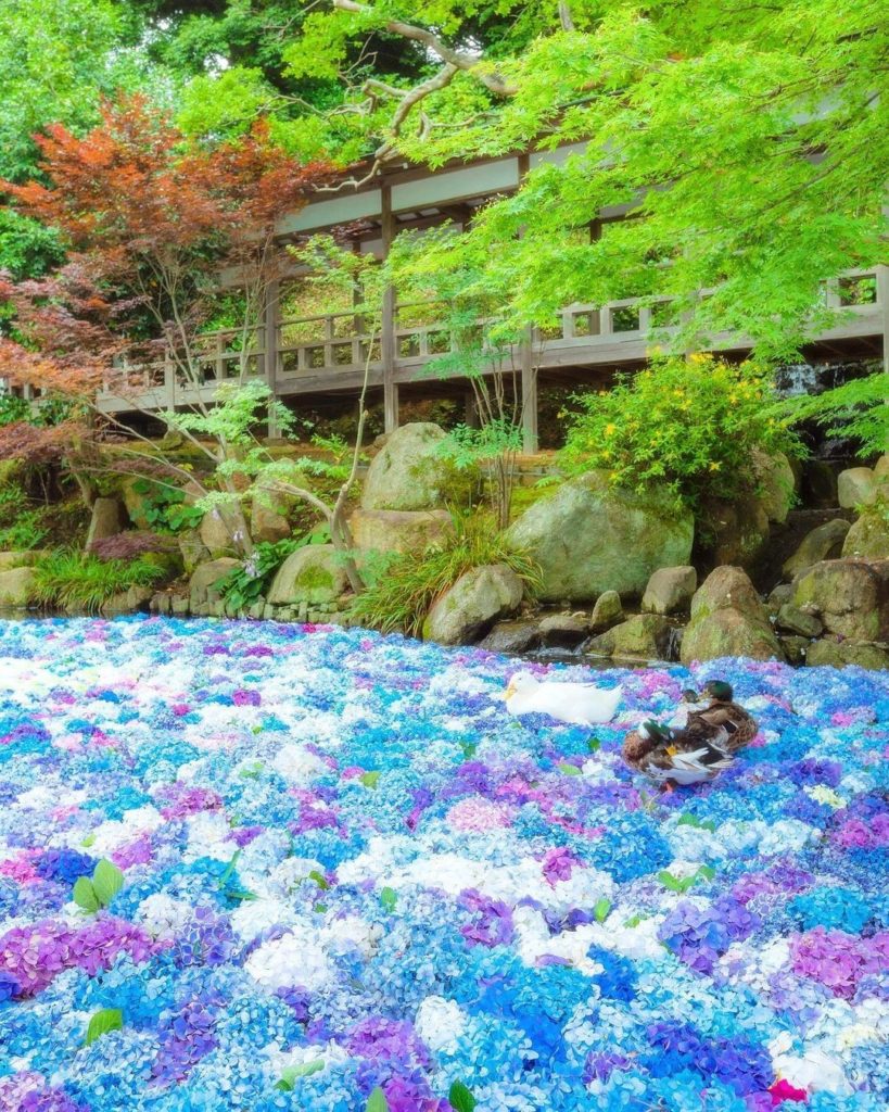 Visit Japan: Have you ever seen such a nice contrast of colors in nature?
You’ll find this v… Have you ever seen such a nice contrast of colors in nature?
You’ll find this v...