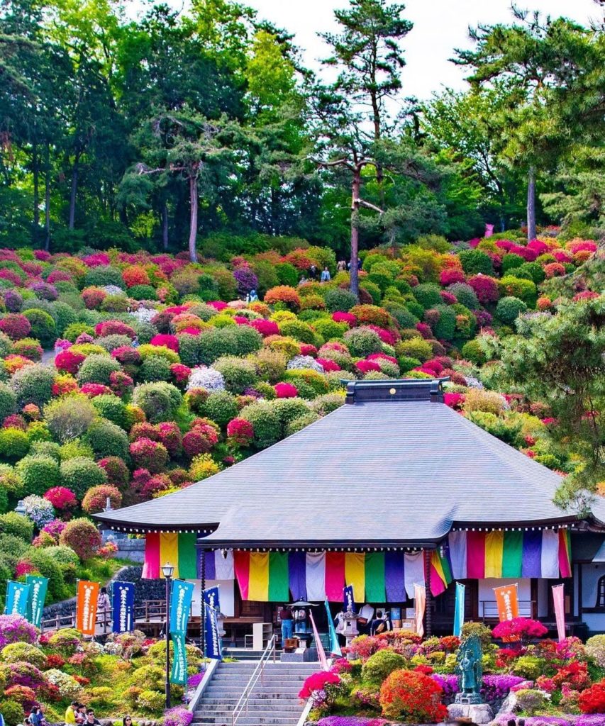 How many different colored azaleas have you seen before? 
The lovely collection ...