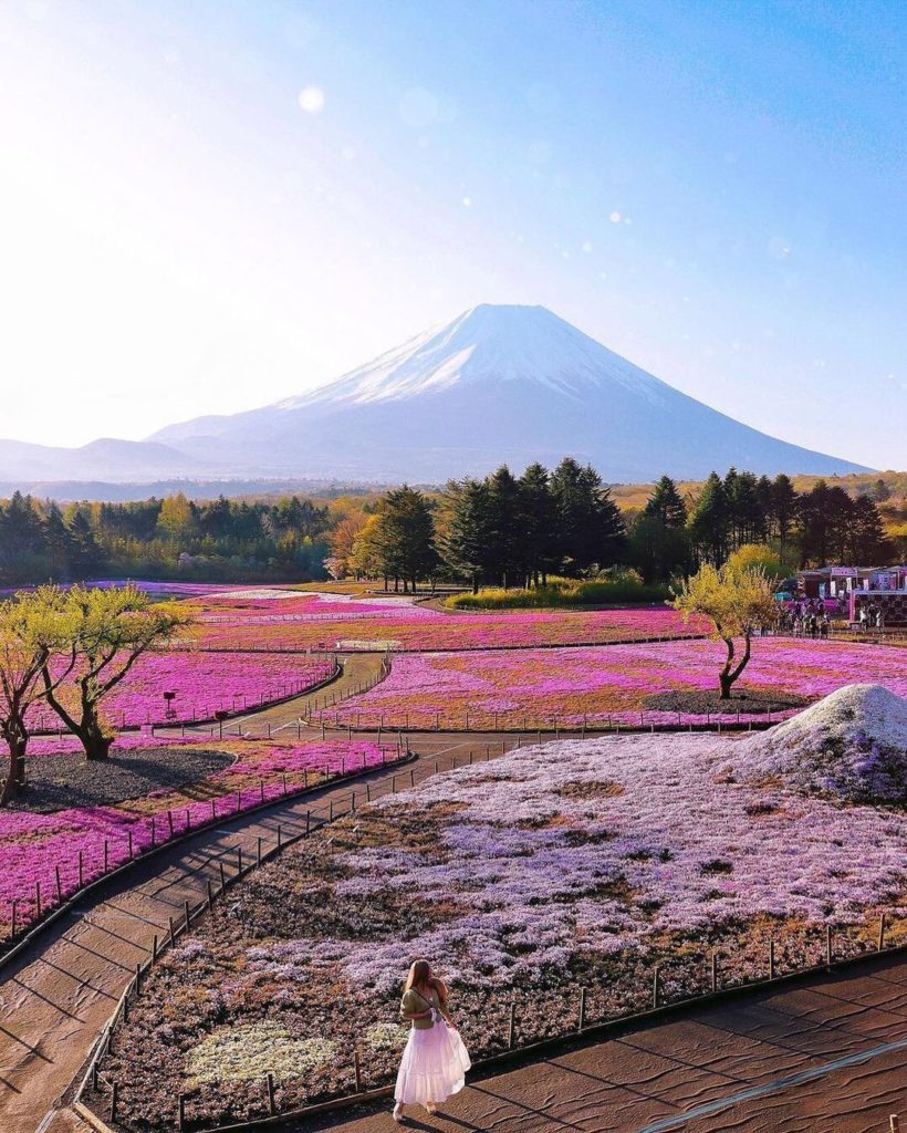 Fields of around 500,000 moss phlox flowers stand out against the lingering snow...