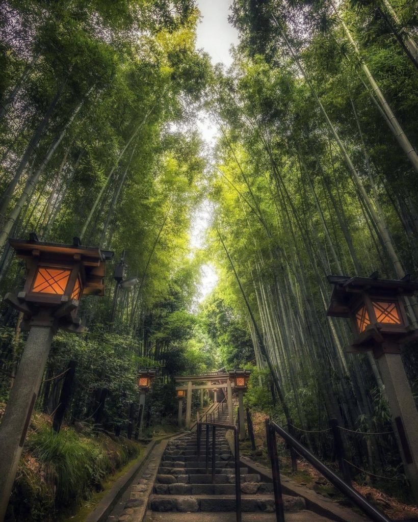 The torii gates of Kuehiko Shrine are surrounded by a magnificent bamboo grove  ...