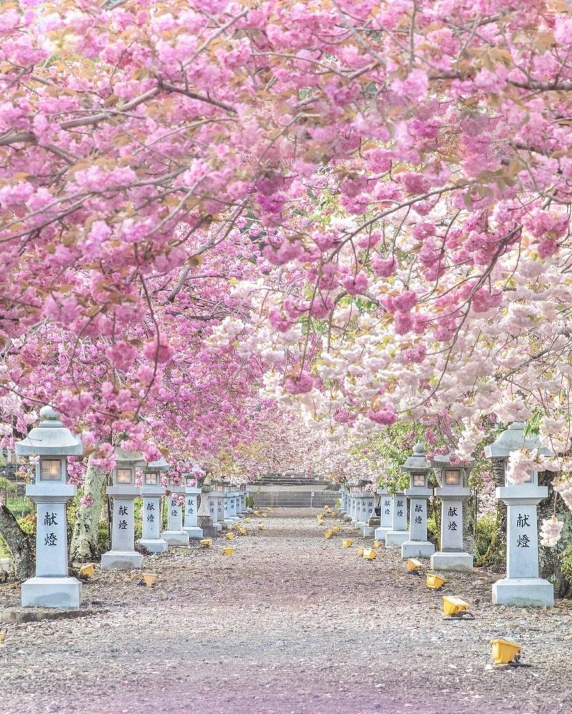 Around 70 Yaezakura cherry trees, with their distinctive double blossoms, line b...