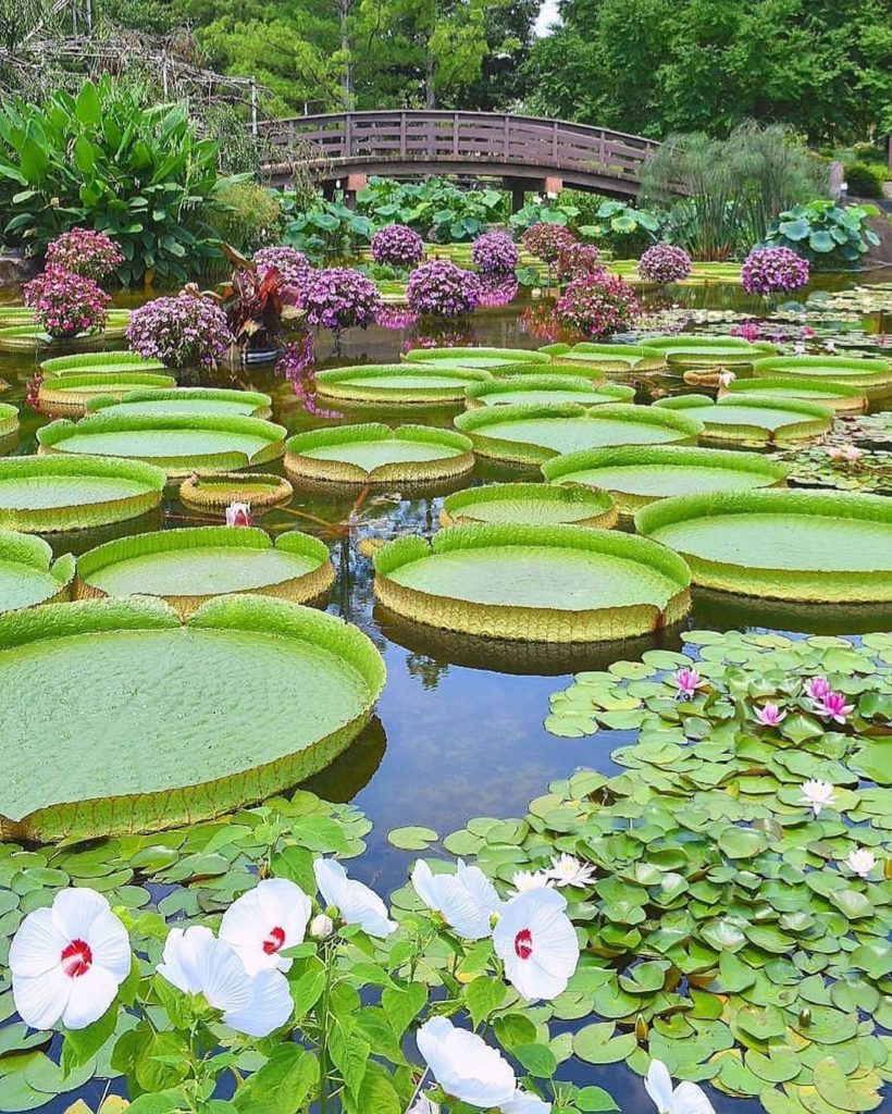 Have you seen such a fantastic collection of flowers in bloom before? 
The Mizun...