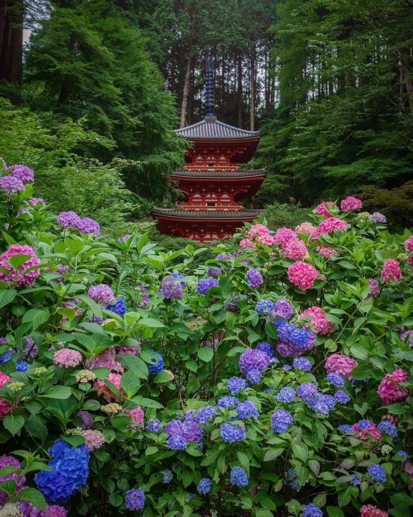 Japan Travel: Gansen-ji Temple in Kyoto is a top spot for photographers during hydrangea seaso… Gansen-ji Temple in Kyoto is a top spot for photographers during hydrangea seaso...