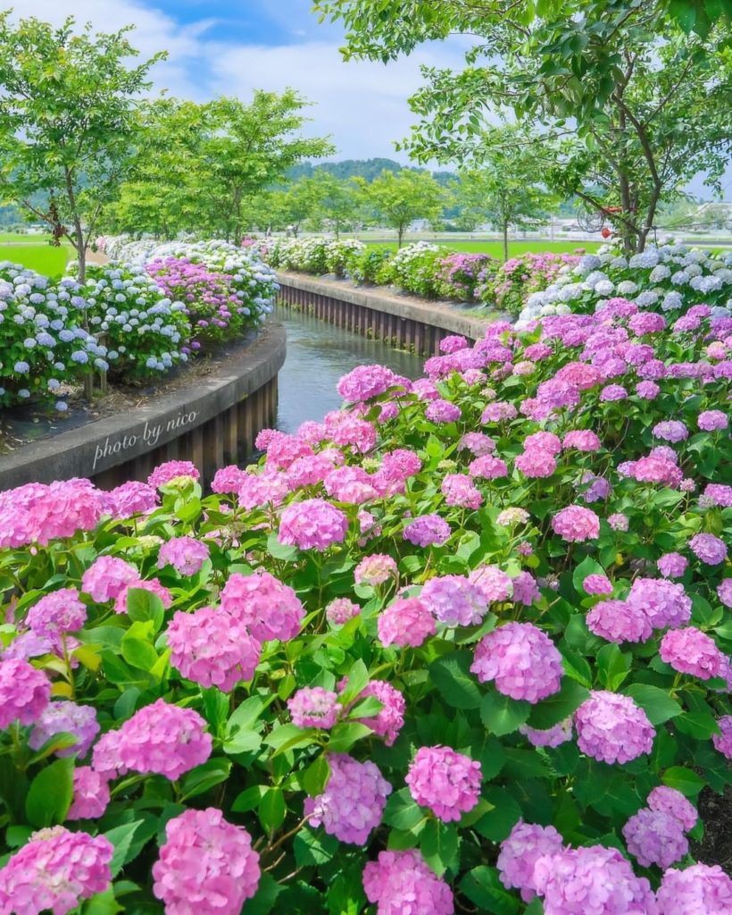 Do you like relaxing with flowers? 
There are around 1,000 hydrangea bushes on t...