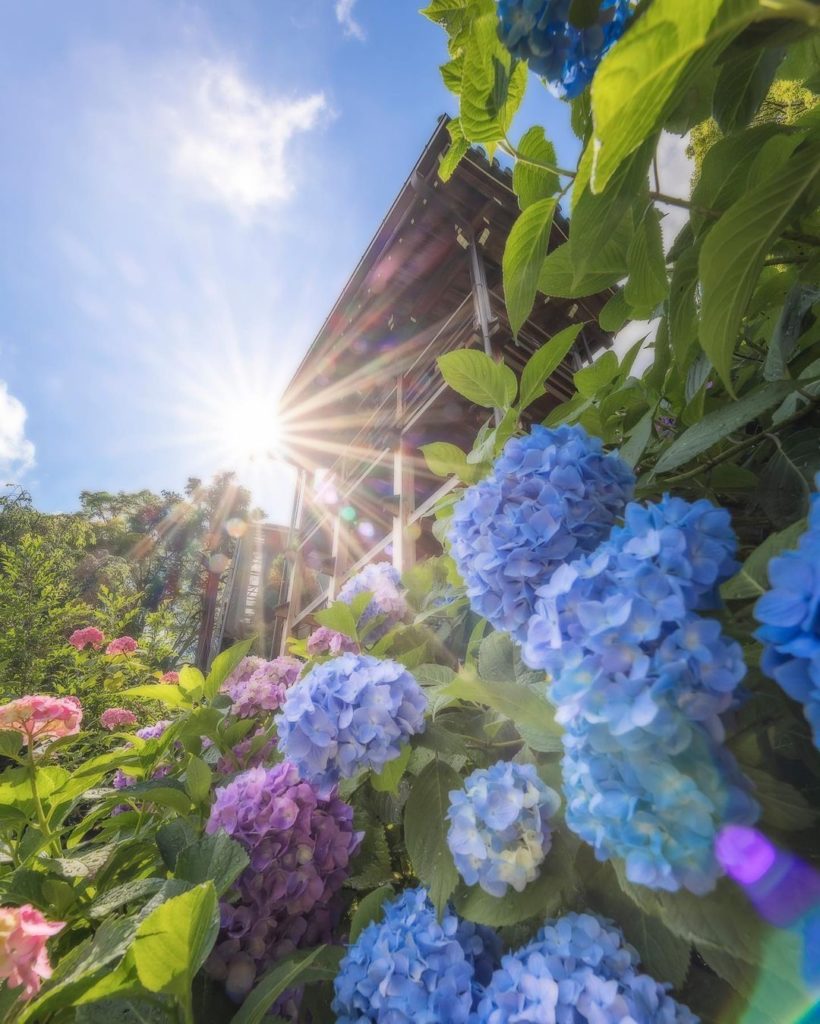 .
約8,000株の紫陽花が華やかに彩る #善峯寺 
6月中旬から7月上旬が見ごろです
#NoPlanNoProblemJune  Approximately ...