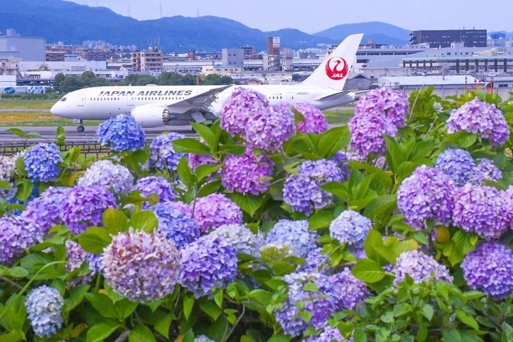 .
紫陽花と #ボーイング787 ︎
鮮やかな色が白い機体に映えます
#NoPlanNoProblemJune  Hydrangea Boeing 787.
T...