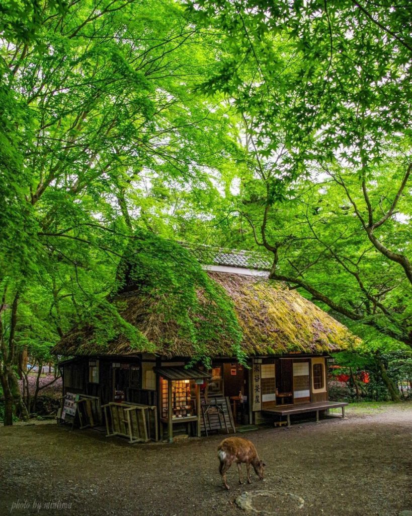 Want to step back in time for a lovely little snack? 
The thatched roofs of this...