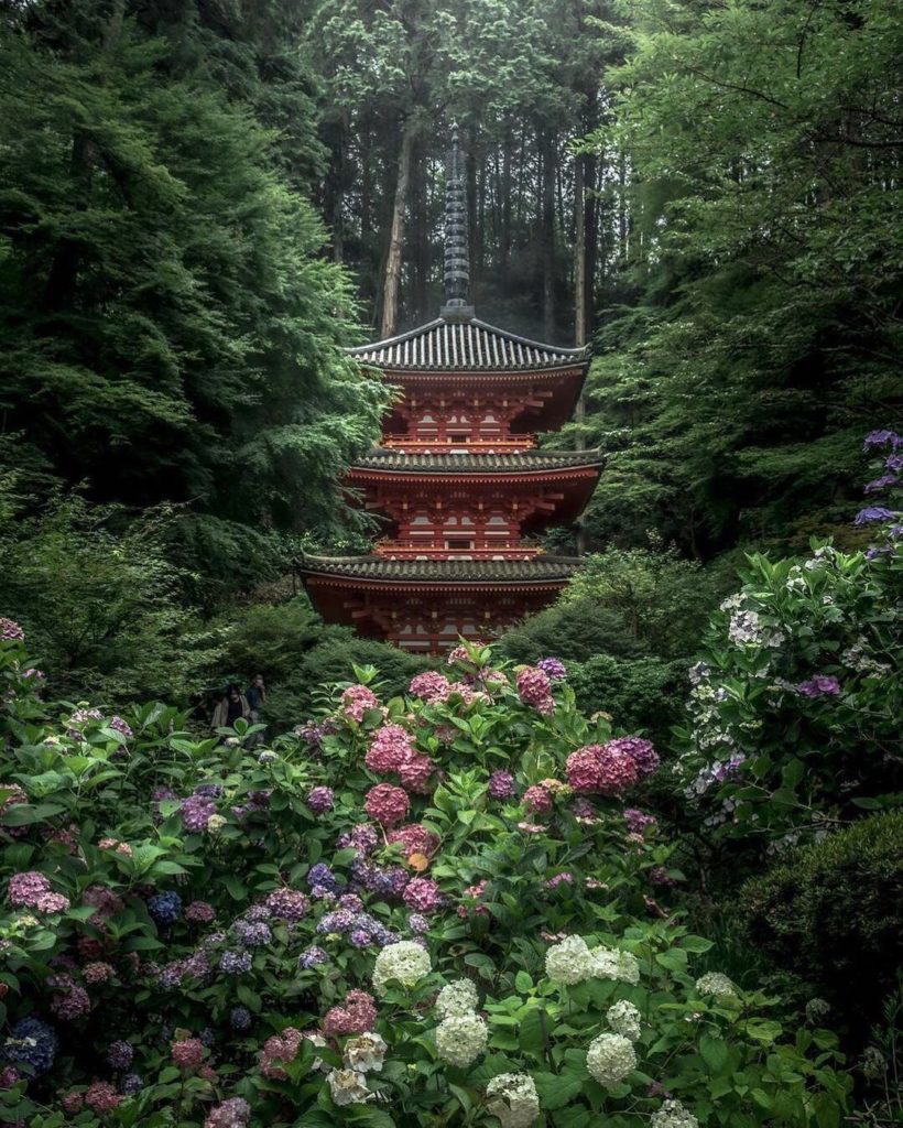 Gansenji Temple in Kizugawa City is a famous spot for hydrangeas, which bloom fr...