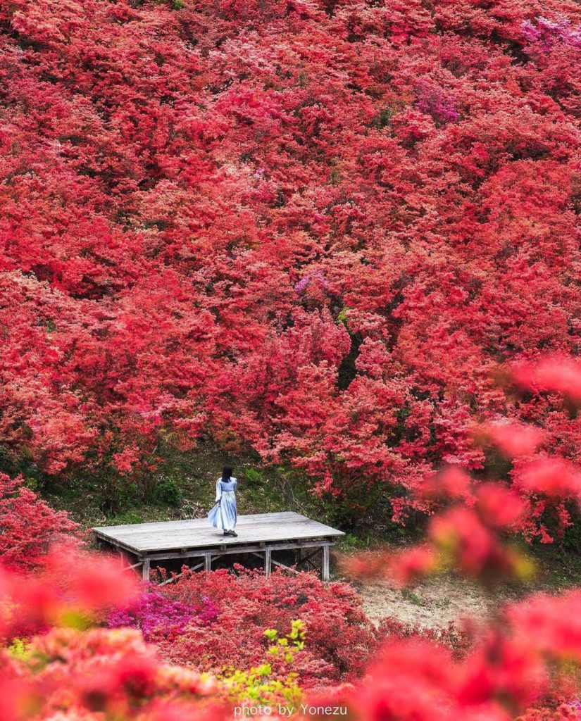 Early to mid-May is peak azalea season on Mt. Katsuragi!  Climb the mountain or ...