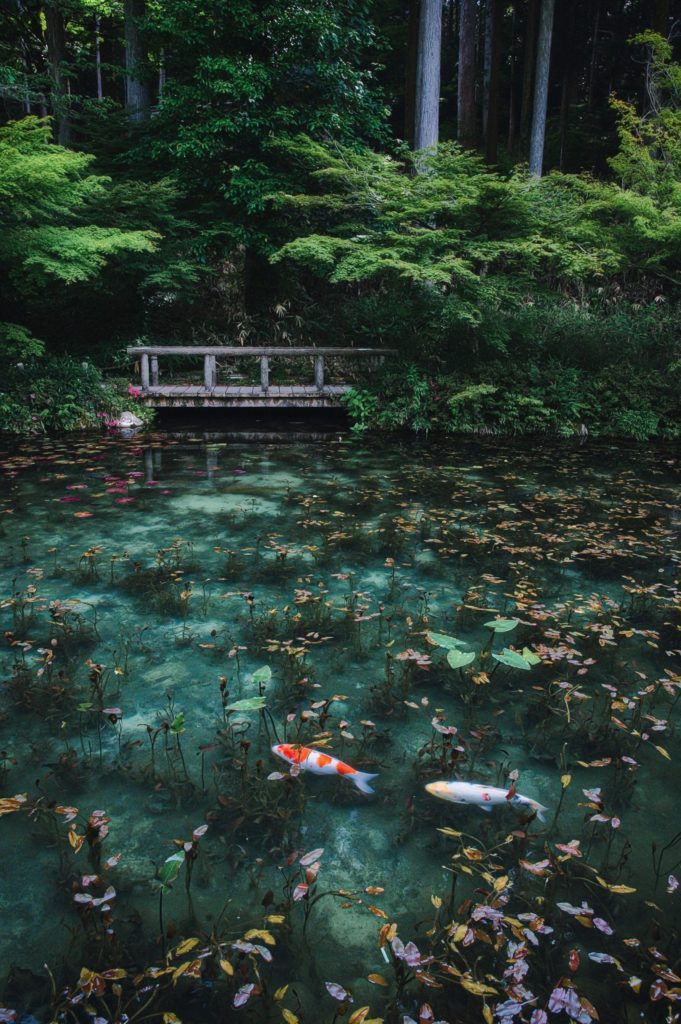 Monet's Pond, beautiful like a painting