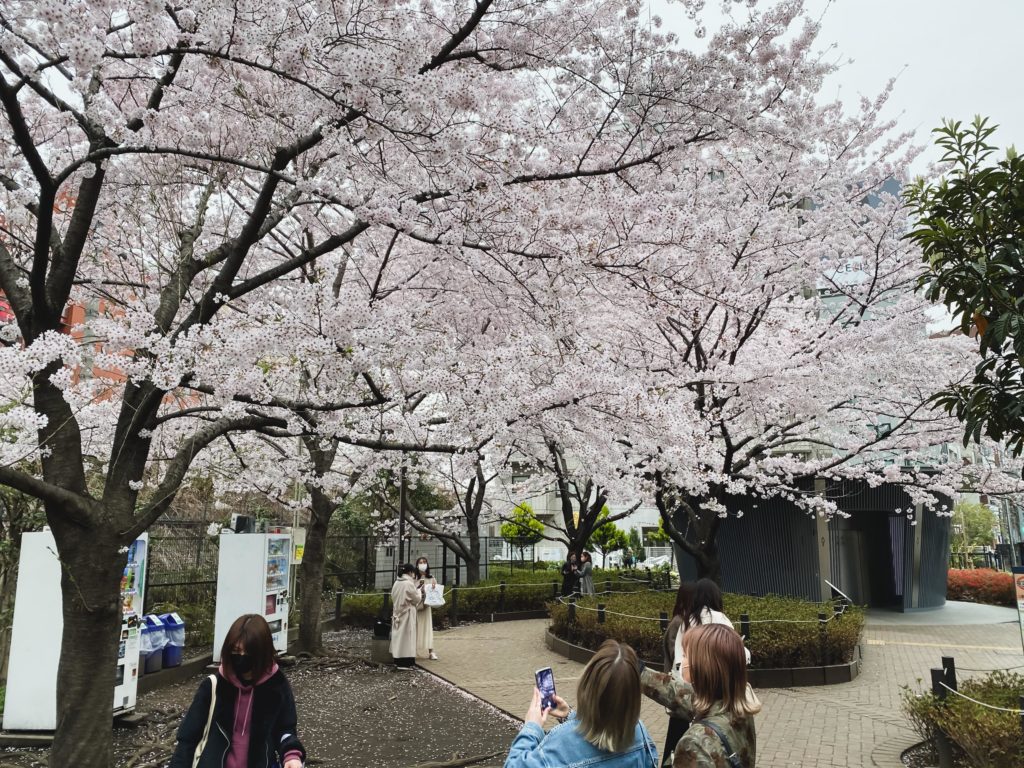 Cherry blossoms in Tokyo earlier this year