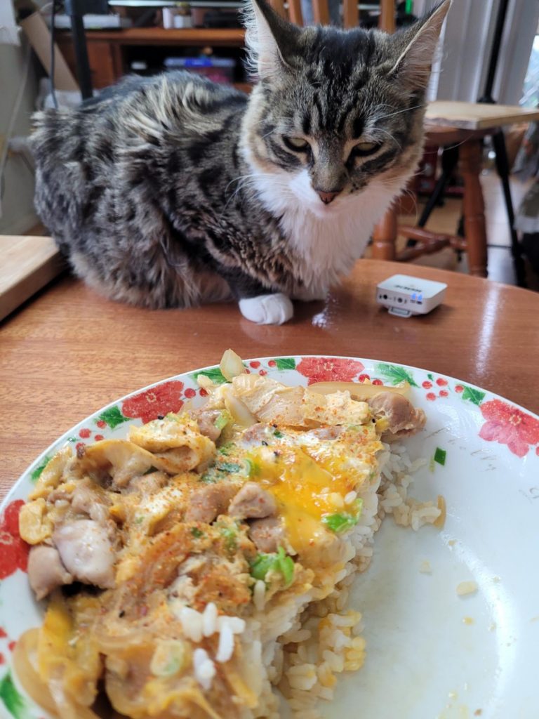 Oyakodon, featuring a rather jealous cat