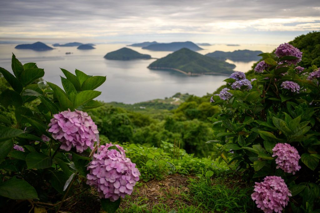 Hydrangea in full swing