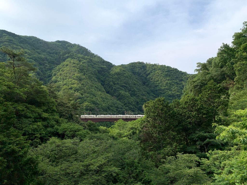 deep green Kyoto