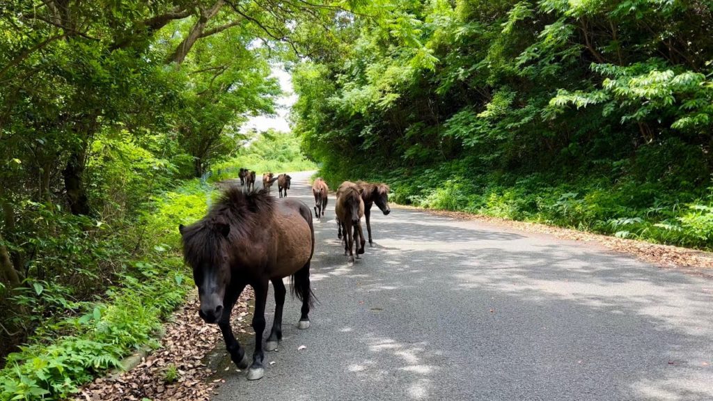 Walking and Driving at Ibusuki | Mt. Kaimon | Lake Ikeda | Walking at Kyushu 【4K】