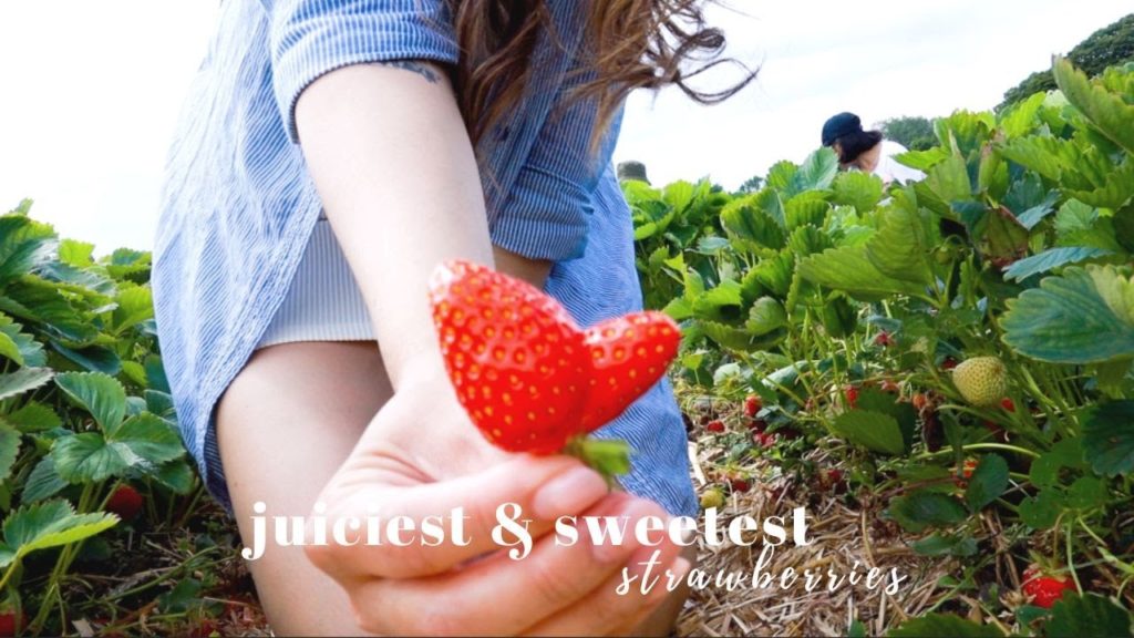 Life in Germany | Strawberry Picking | Erdbeerzeit Life in Germany | Strawberry Picking | Erdbeerzeit