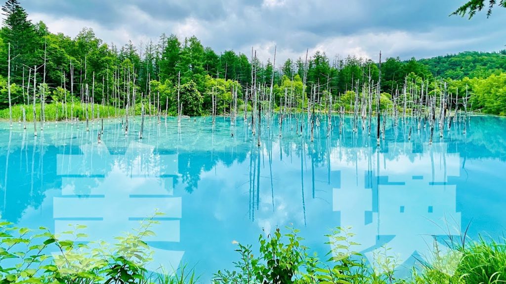 【北海道旅行】女ひとりで絶景を楽しむ♪♪旭川〜美瑛の旅|ホテルウイングインターナショナル旭川駅前|四季彩の丘|青い池 【北海道旅行】女ひとりで絶景を楽しむ♪♪旭川〜美瑛の旅|ホテルウイングインターナショナル旭川駅前|四季彩の丘|青い池