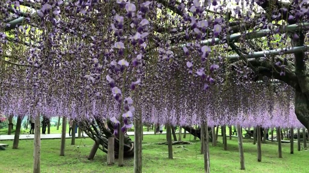 Kawachi Fuji Garden, Fukuoka, Japan