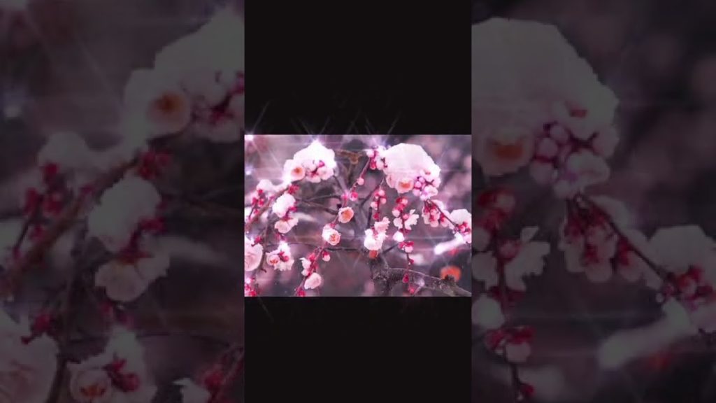 Best place to visit japan Cherry tree lined streets| Beautiful video of sakura tree-lined| Nature