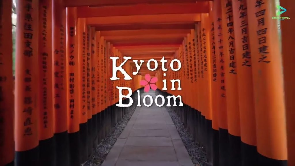 Kyoto In Bloom || kyoto japan || kyoto travel || kyoto city Kyoto In Bloom || kyoto japan || kyoto travel || kyoto city