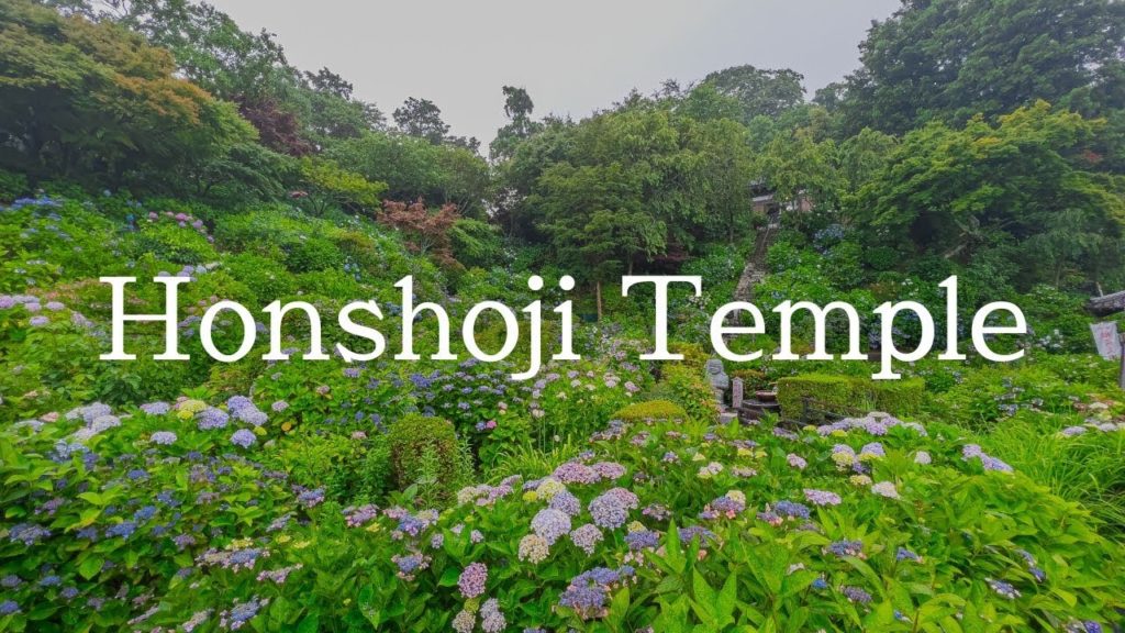 【4K】Honshoji Temple, hydrangea - 本勝寺のあじさいをシネマティックに撮影しました / Only DJI Pocket 2