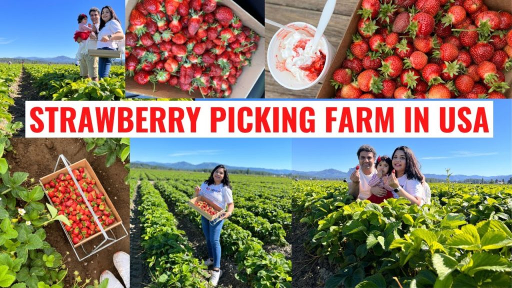 We went to a Strawberry Picking Farm in USA | Biringer Farm | Seattle,WA #strawberryfarm #arlington We went to a Strawberry Picking Farm in USA | Biringer Farm | Seattle,WA #strawberryfarm #arlington