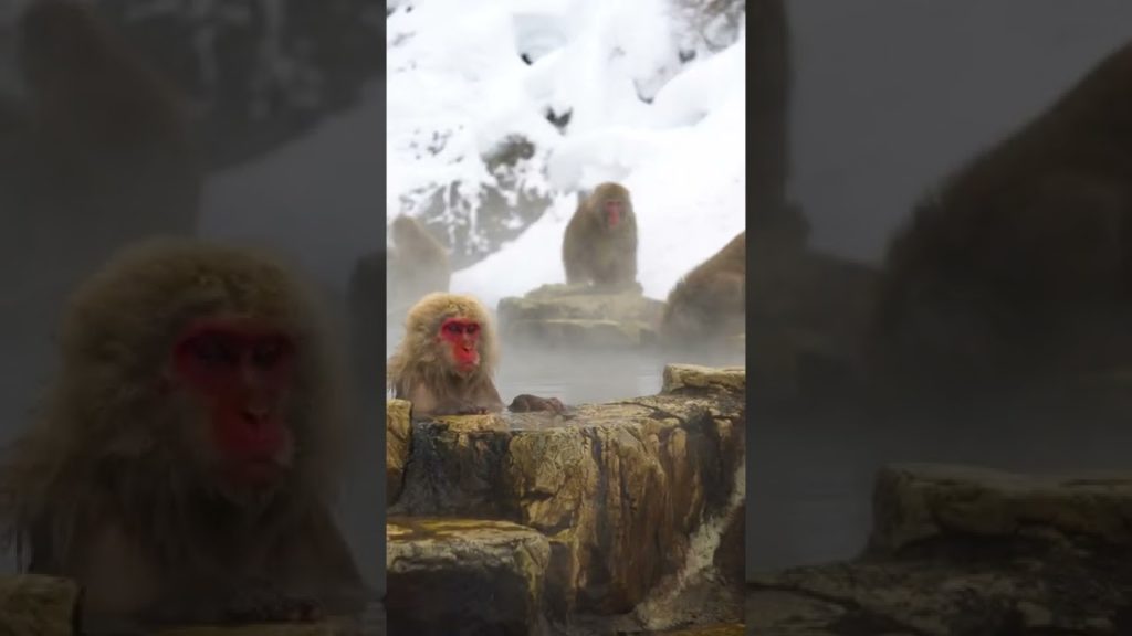SNOW MONKEYS!