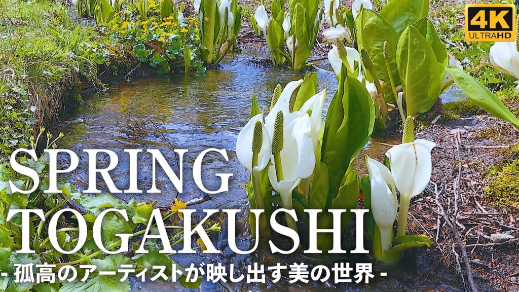 4K映像 長野【春の戸隠】孤高のアーティストが映し出す美の世界 / Japan Nagano Togakushi Asian skunk flower / 4K HDR Walk 旅行 観光 4K映像 長野【春の戸隠】孤高のアーティストが映し出す美の世界 / Japan Nagano Togakushi Asian skunk flower / 4K HDR Walk 旅行 観光