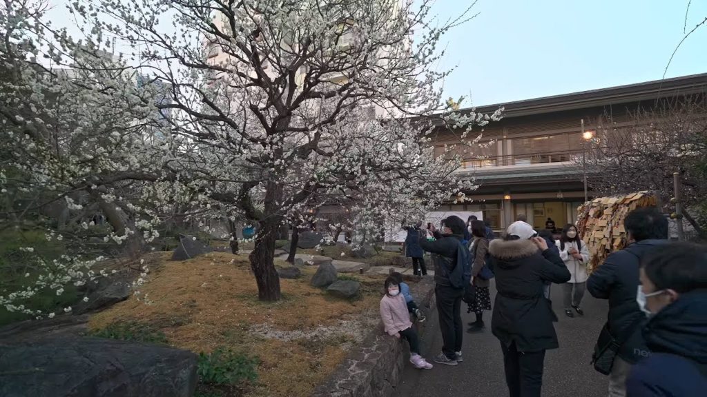 Blooming plum of Yushima Tenjin Shrine and Ueno walk・4K HDR