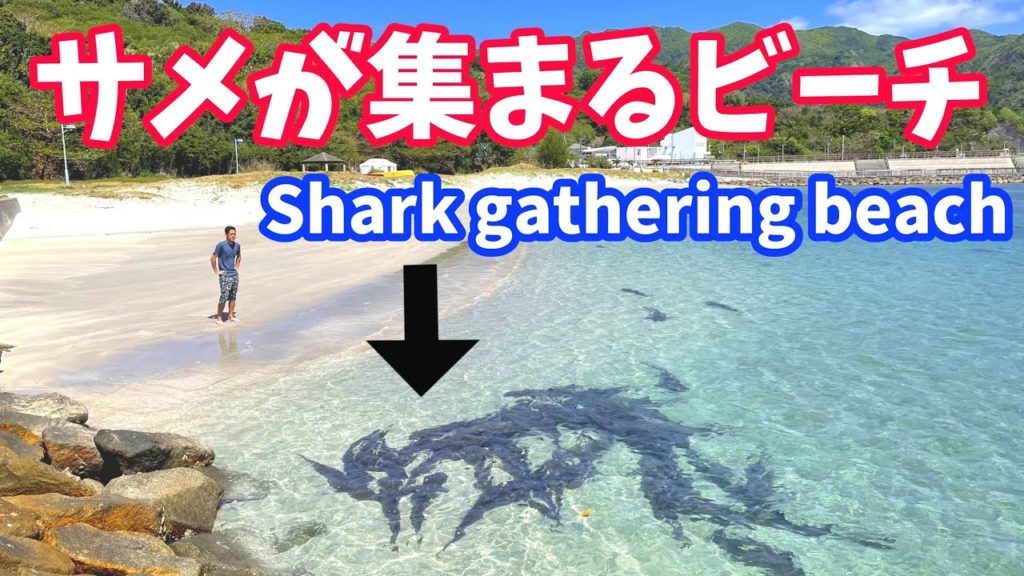 サメが集まるビーチ【母島観光】Shark gathering beach #Shorts サメが集まるビーチ【母島観光】Shark gathering beach #Shorts