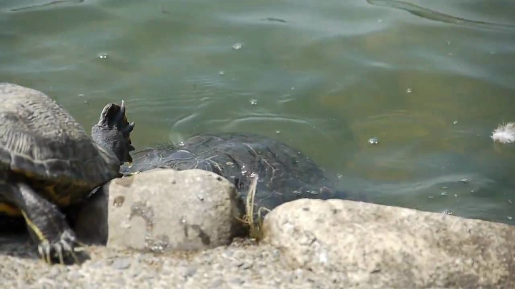 Japanese Sunbathers!