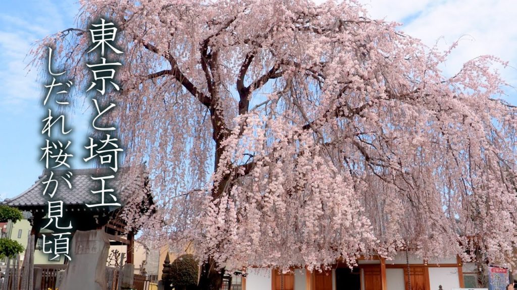 【Cherry blossoms】Weeping cherry trees are in full bloom around Tokyo.東京近郊で、しだれ桜が満開 #4K