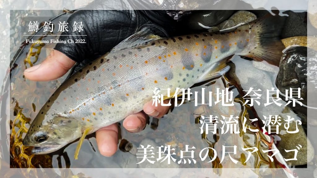 紀伊山地奈良県の清流に潜む美しい珠点の【尺アマゴ】#鱒釣旅録 2022 ルアー ベイトフィネス 紀伊山地奈良県の清流に潜む美しい珠点の【尺アマゴ】#鱒釣旅録 2022 ルアー ベイトフィネス