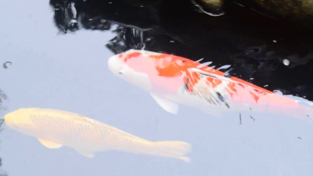 長崎「迎仙閣」一年に二日間しか公開されない場所を撮影してみた！