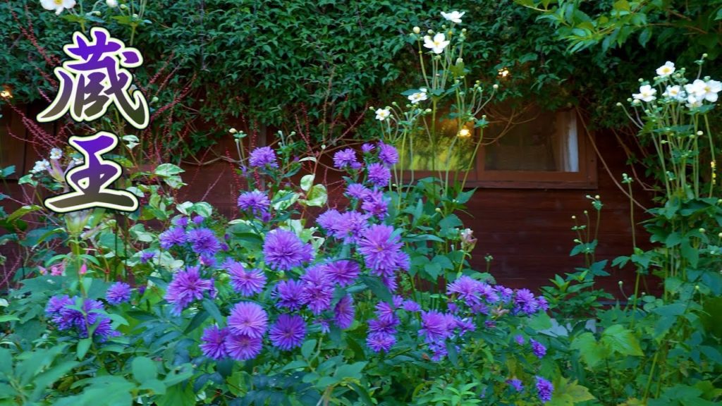 YAMAGATA【Private Residence】Open Gardens of Zao Pension Village 2020 Autumn.蔵王ペンション村 #4K  #蔵王