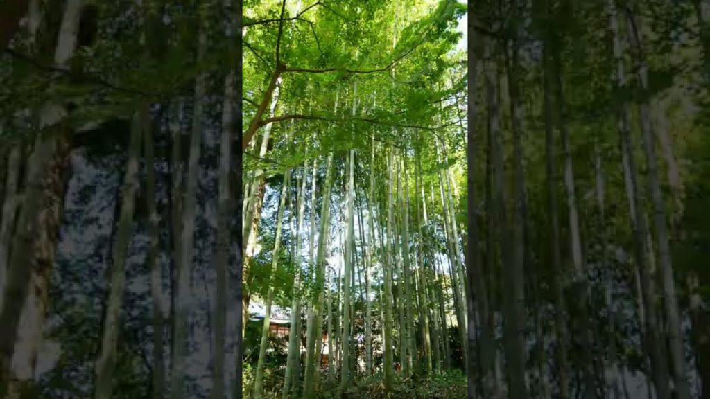 #夏旅 におすすめスポット🌞「竹林の小径」#静岡 #伊豆 #shorts