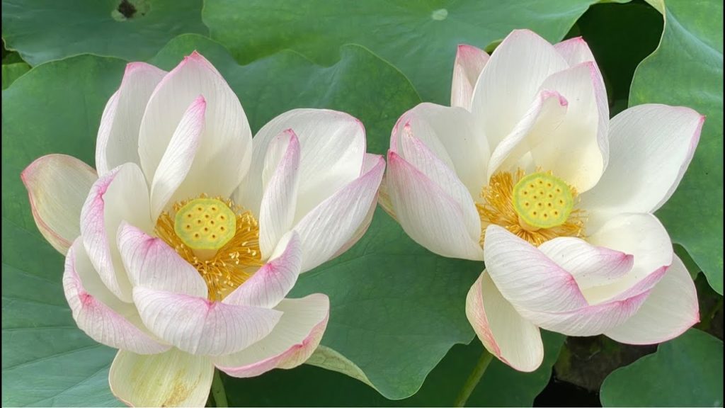 The First Lotus Flowers 🇯🇵