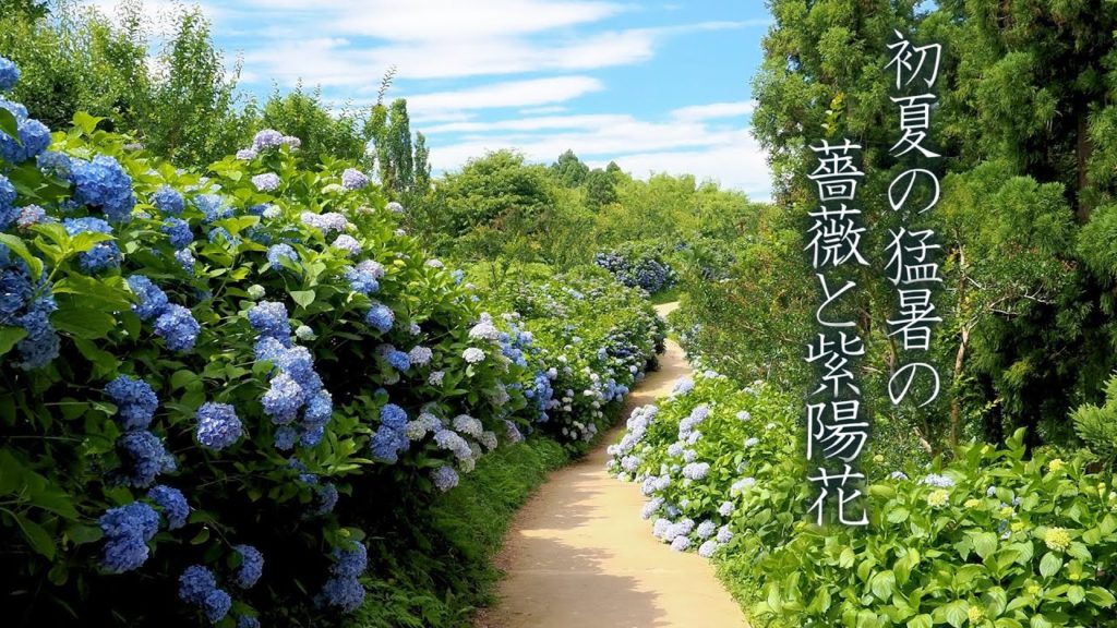 Japan records hottest June day, Roses and Hydrangeas in Gumna. 初夏の猛暑のバラとアジサイ Japan records hottest June day, Roses and Hydrangeas in Gumna. 初夏の猛暑のバラとアジサイ