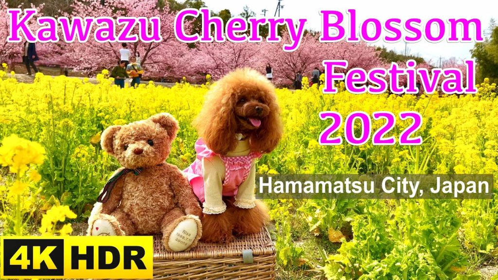 Kawazu Cherry Blossom festival 2022 #4k カワヅザクラ(#河津桜)満開 #kawazu #sakura #cherryblossom #japan #桜 #カワヅ