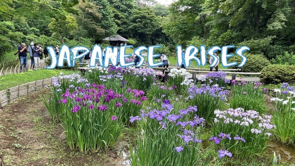 [Vlog] Meiji Jingu with Japanese Irises | Tokyo Sightseeing, Japan