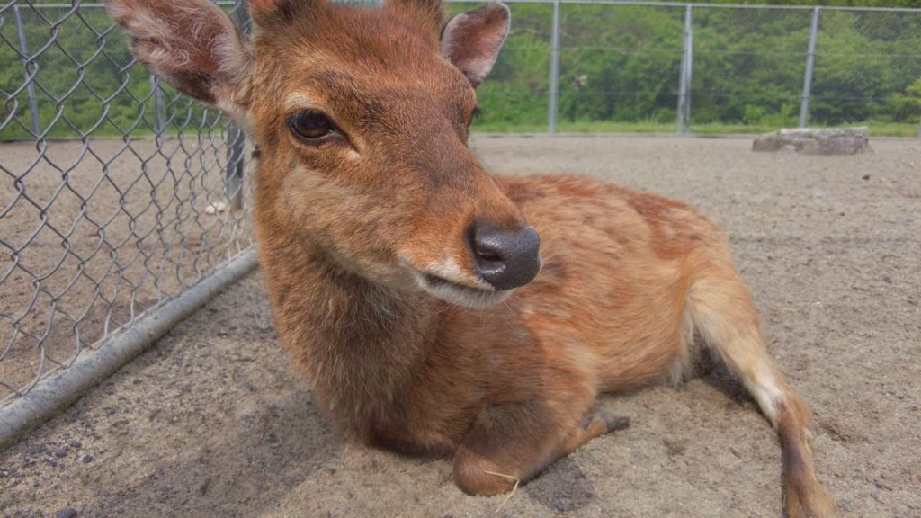 道の駅胎内　昼　自然豊かな川沿いを散歩　動物園と神社も【4K】22/06/11