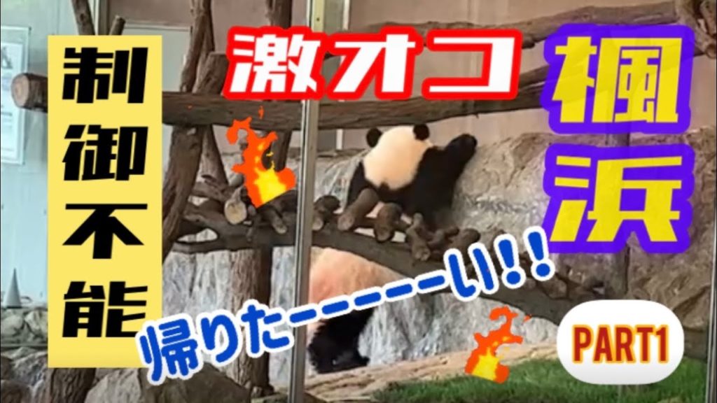 帰りたい‼️激オコ💢楓浜🐼制御不能💥Part1🌿アドベンチャーワールド🐼パンダ