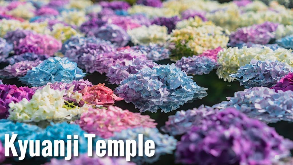 久安寺のあじさいうかべ Osaka Walk - Kyuanji Temple Hydrangea in the pond 4K HDR Japan