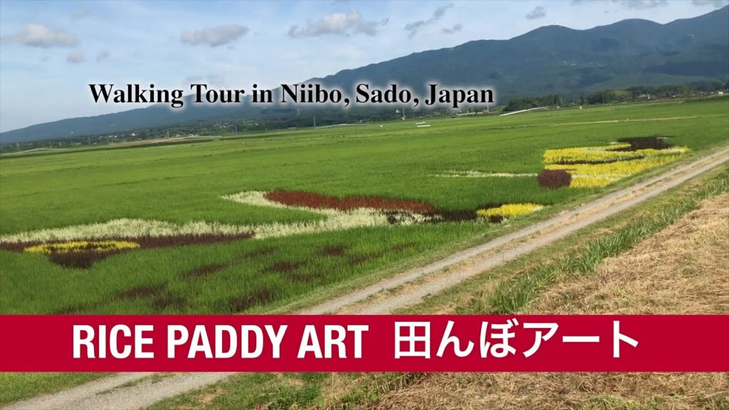 朱鷺田んぼアート | Rice Paddy Art | 4K Japan – Walking and Watching Tour in Niibo, Sado Island 朱鷺田んぼアート | Rice Paddy Art | 4K Japan - Walking and Watching Tour in Niibo, Sado Island