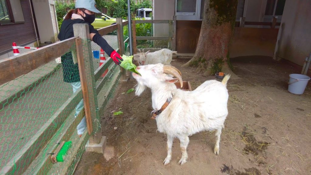 Nagaoka City, Japan. Afternoon. Yukyuzan Park and Zoo. / 長岡市　昼　悠久山公園と小動物園 4K 22/06/25